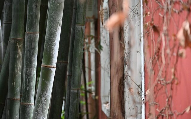 Bambus trusser: Komfort og stil mødes i det grønne valg